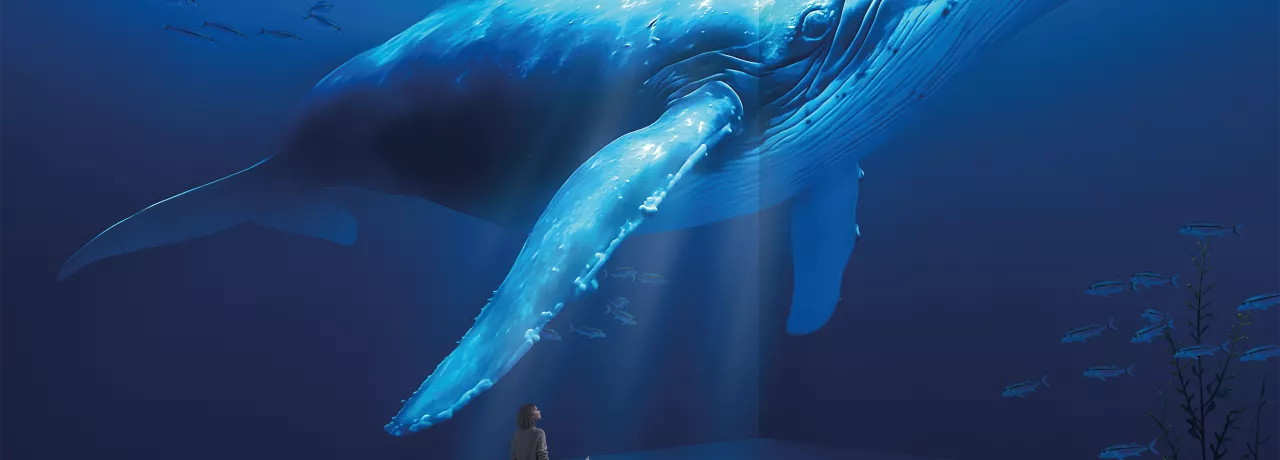 adl ocean visuel web
